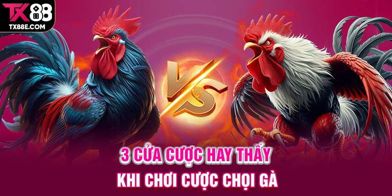 3 cửa cược hay thấy khi chơi cược chọi gà