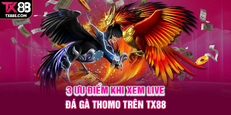 3 ưu điểm khi xem live đá gà Thomo trên TX88