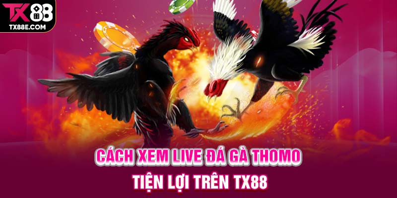 Cách xem live đá gà Thomo tiện lợi trên TX88