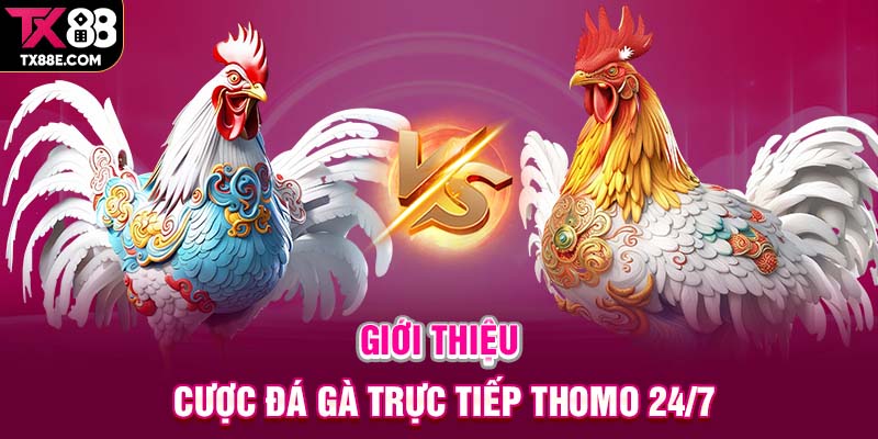 Giới thiệu cược đá gà trực tiếp Thomo 24/7