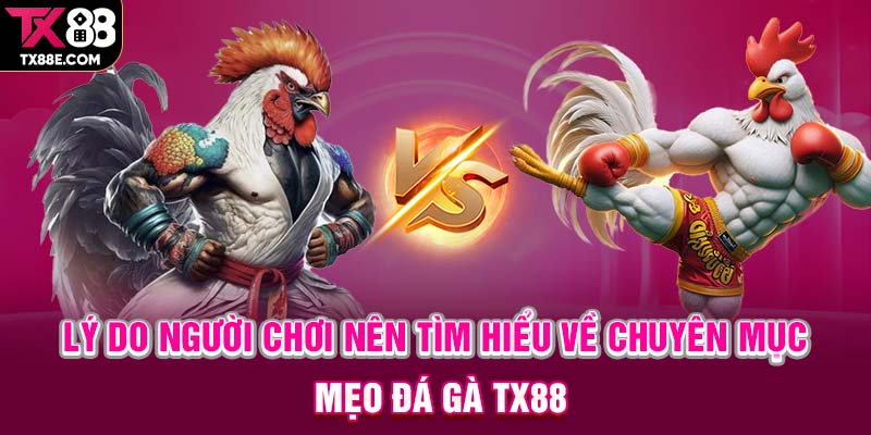 Lý do người chơi nên tìm hiểu về chuyên mục mẹo đá gà TX88