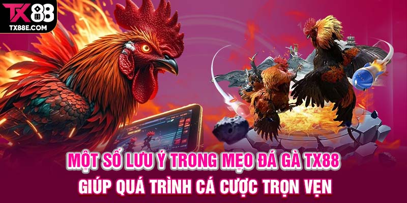 Một số lưu ý trong mẹo đá gà TX88 giúp quá trình cá cược trọn vẹn