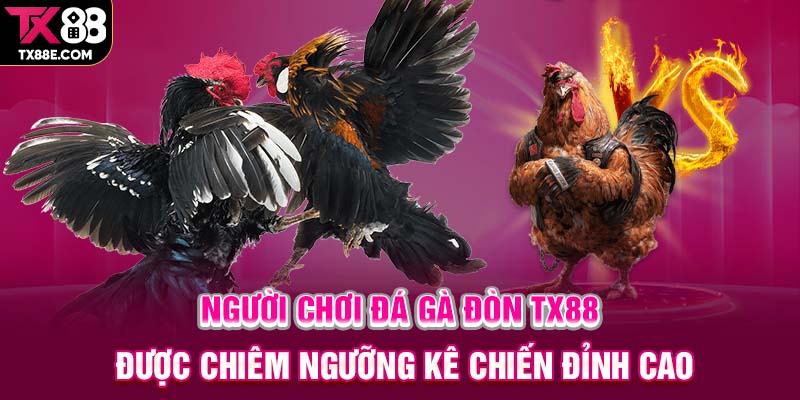 Người chơi đá gà đòn TX88 được chiêm ngưỡng kê chiến đỉnh cao